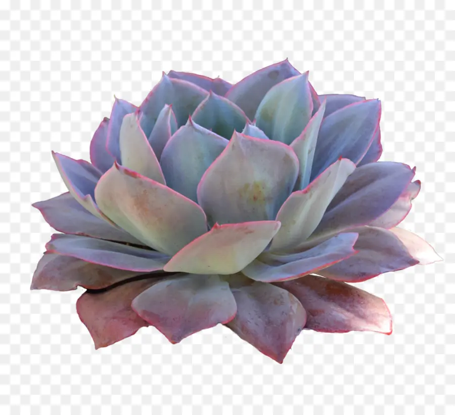 Lezat，Echeveria PNG