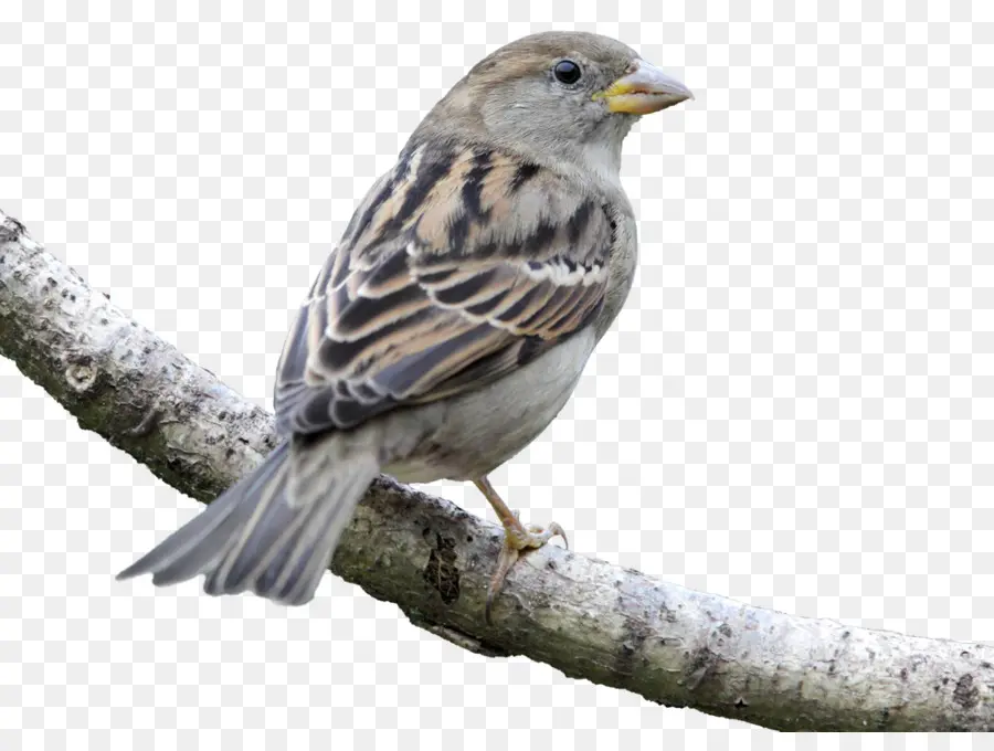 House Sparrow，Burung PNG