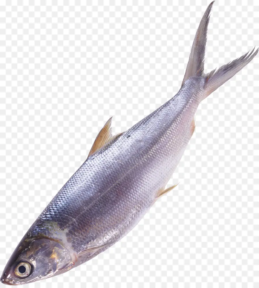 Ikan，Sarden PNG