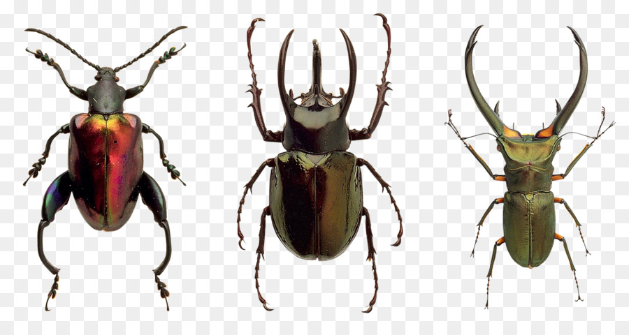 Kumbang，Bug PNG