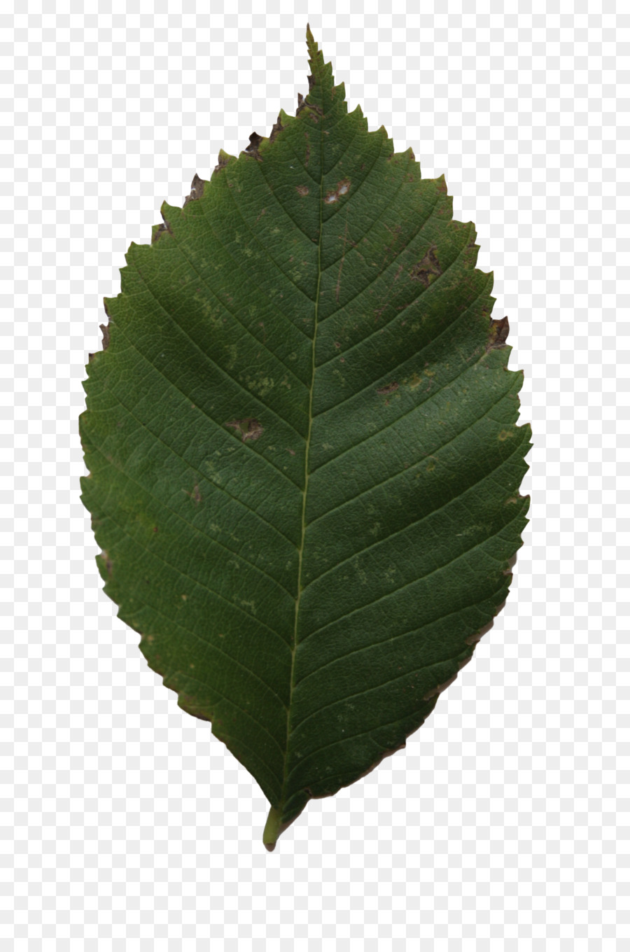 Daun，Hijau PNG