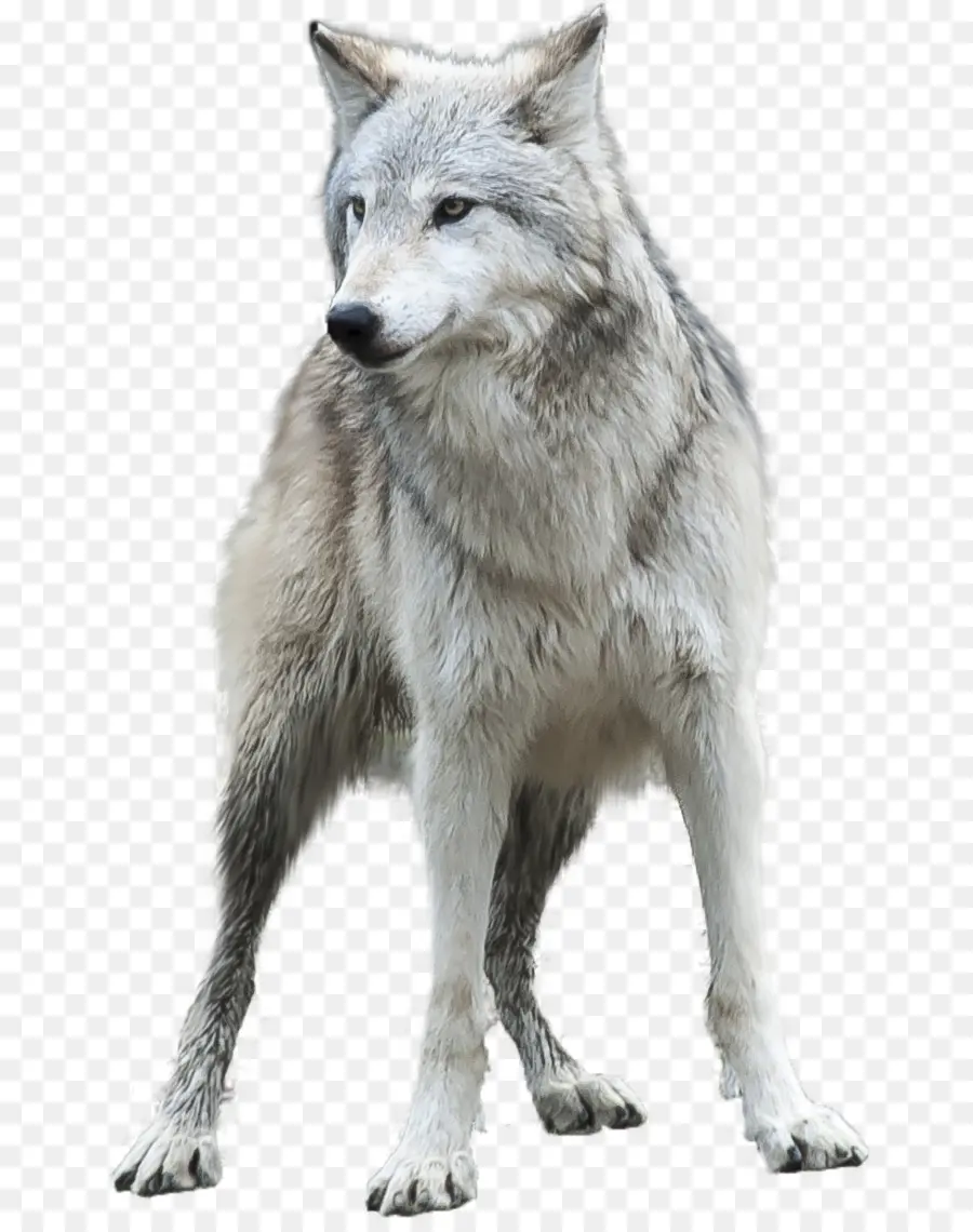 Serigala Arktik，Desktop Wallpaper PNG