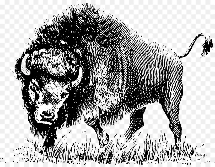 Kerbau，Bison Amerika PNG