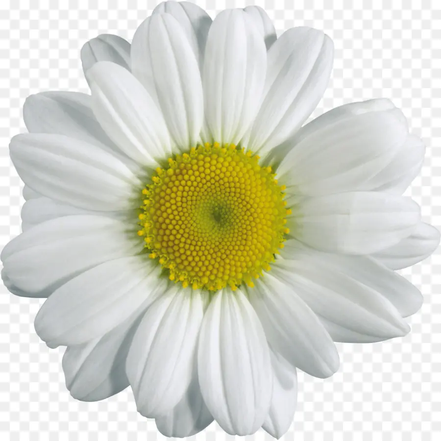 Chamomile，Men Download PNG