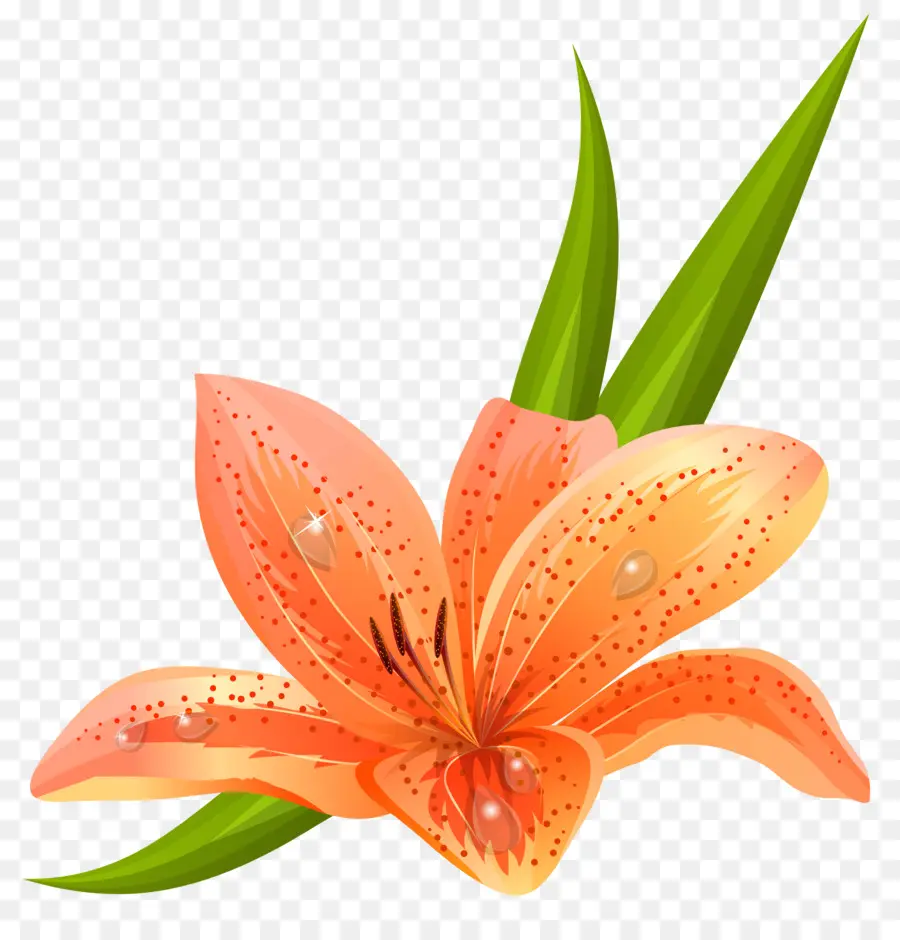Lily Bulbiferum，Tiger Lily PNG