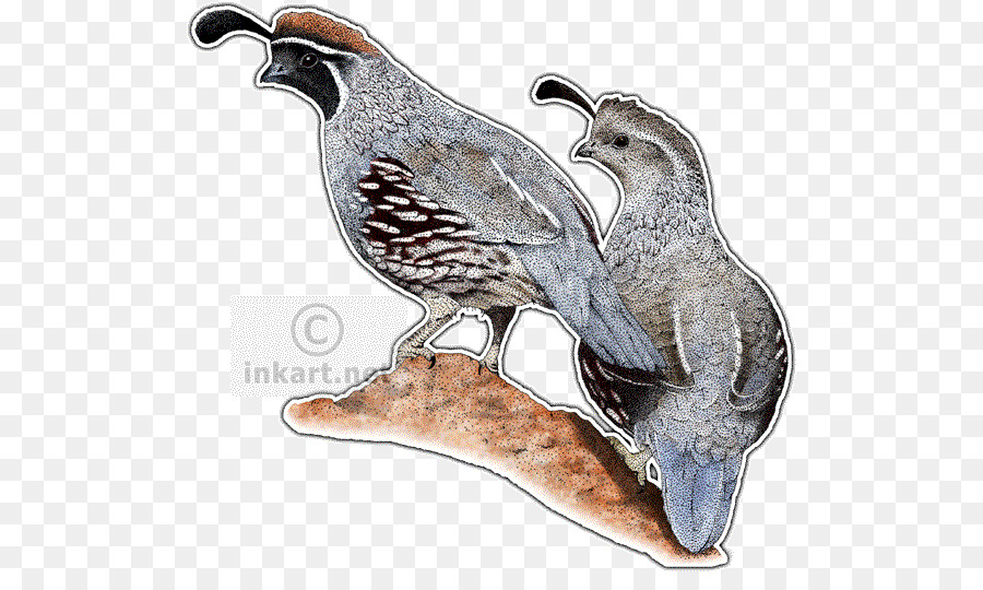 Puyuh Gambel，California Quail PNG