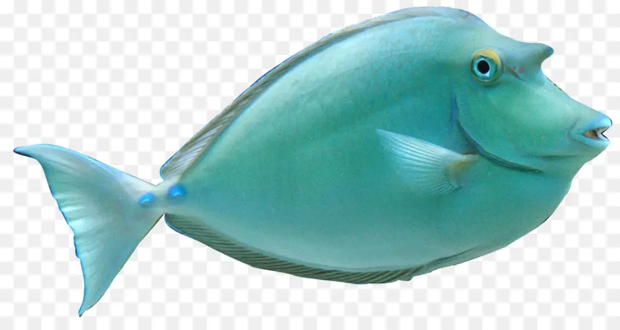 Ikan，Akuatik PNG