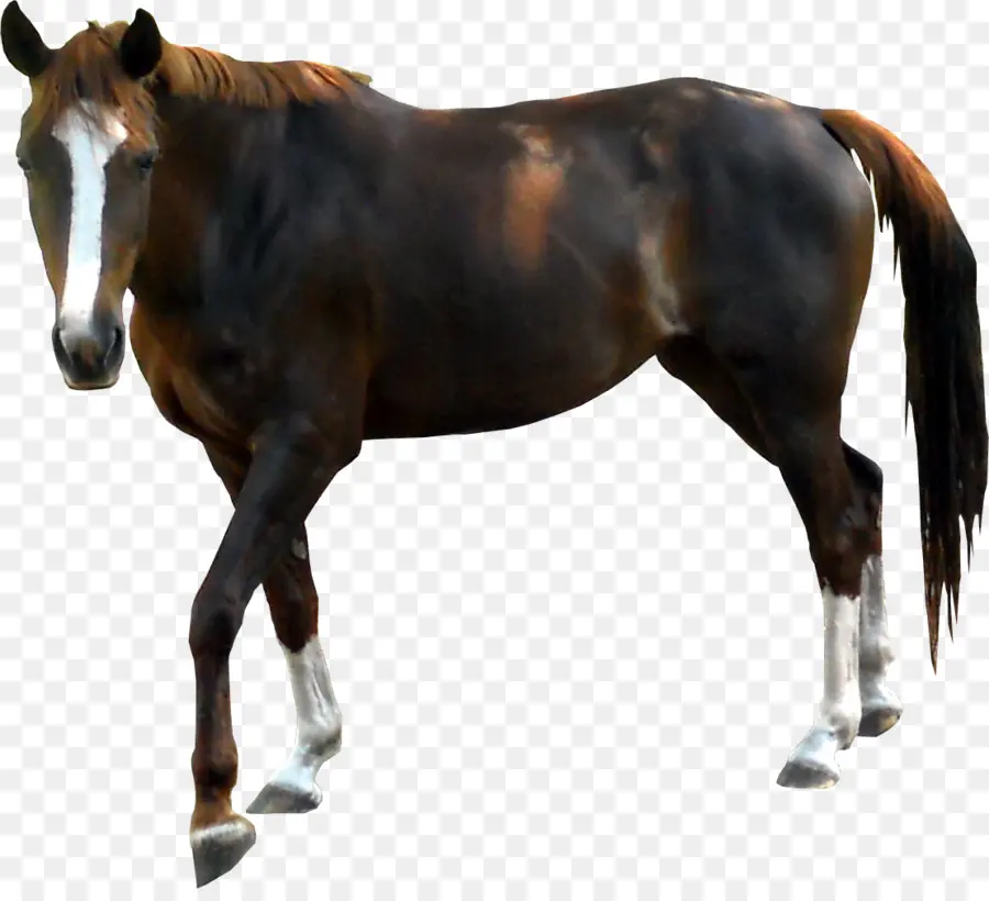 Kuda，Pony PNG