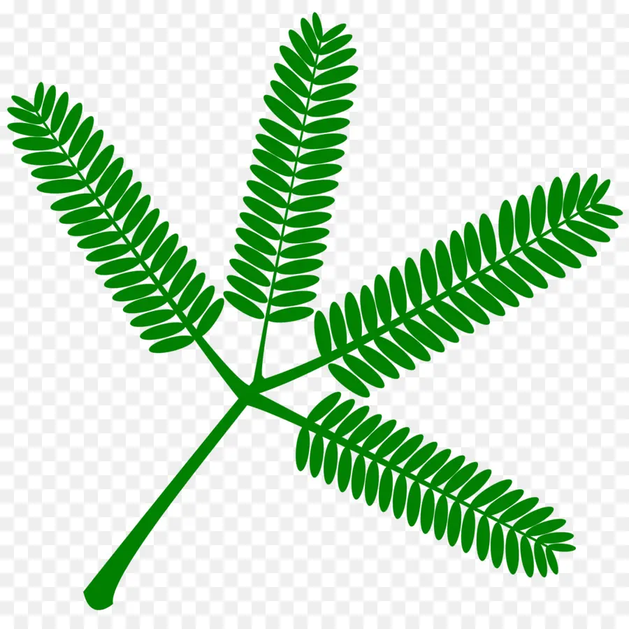 Mimosa Pudica，Daun PNG