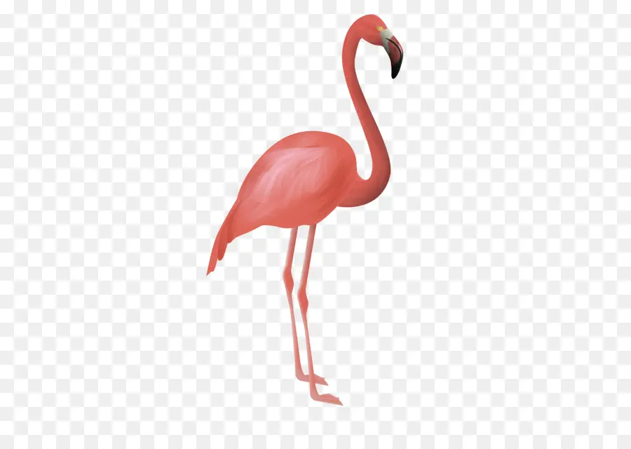 Flamingo，Berwarna Merah Muda PNG