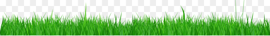 Rumput，Wheatgrass PNG