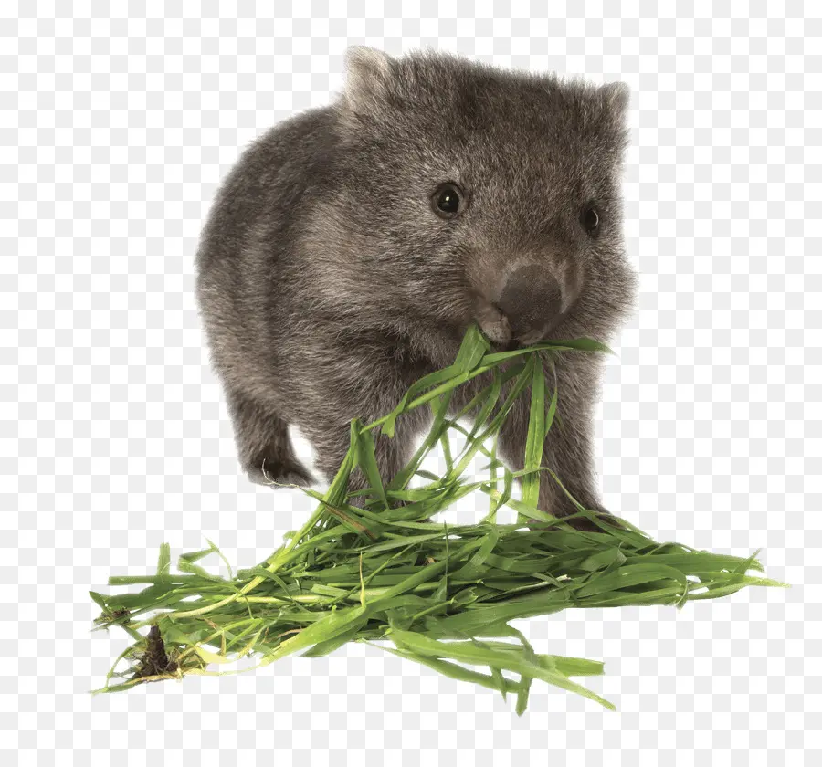 Wombat，Marsupial PNG