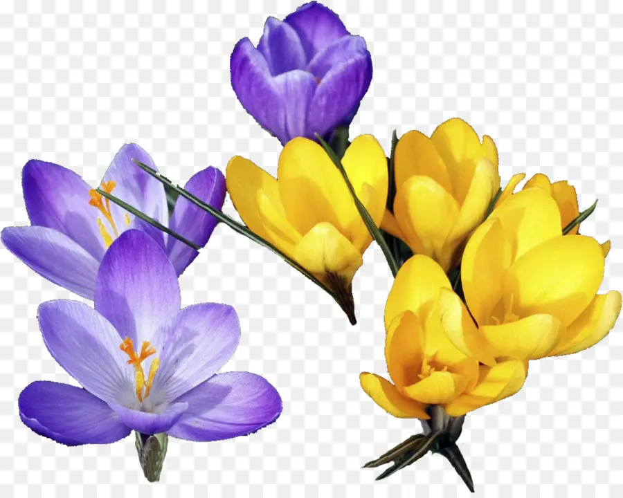 Bunga，Crocus PNG