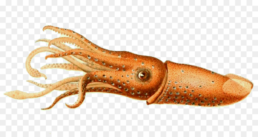  Cumi  Cumi  Cephalopoda Histioteuthis Reversa gambar png
