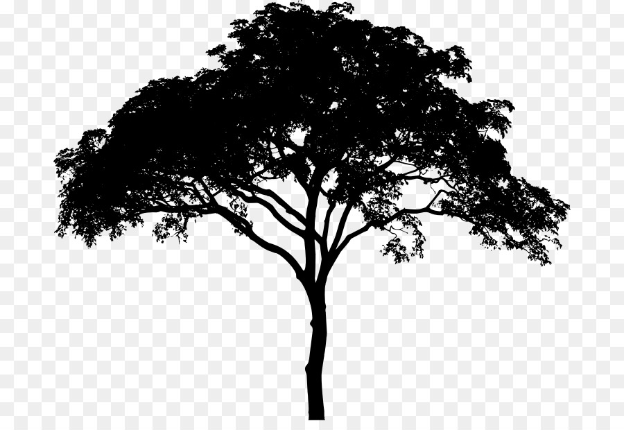 Pohon Tanaman Berkayu Hitam Dan Putih gambar png