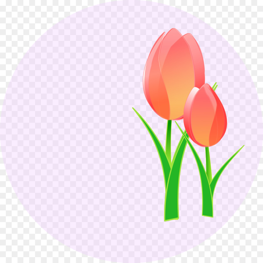 Tulip，Bunga PNG