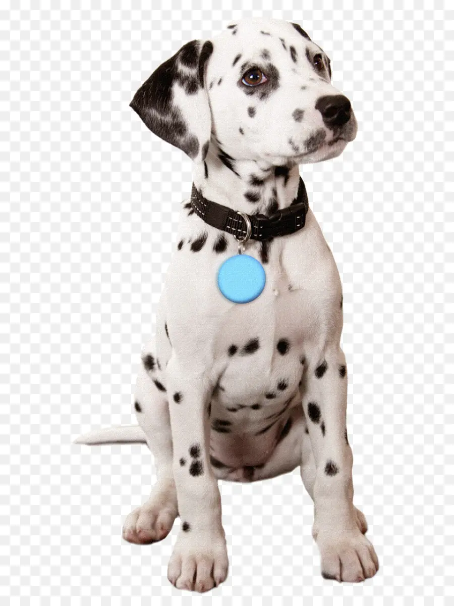 Anak Anjing Dalmatian，Anjing PNG