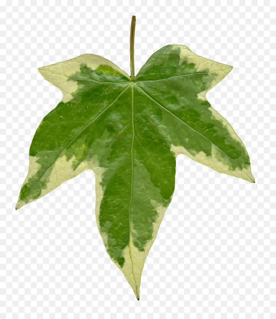 Hijau Daun，Maple PNG