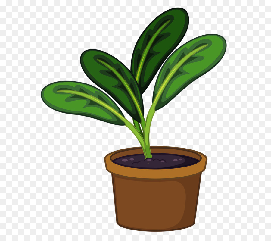 Pot Bunga, Houseplant, Bunga gambar png