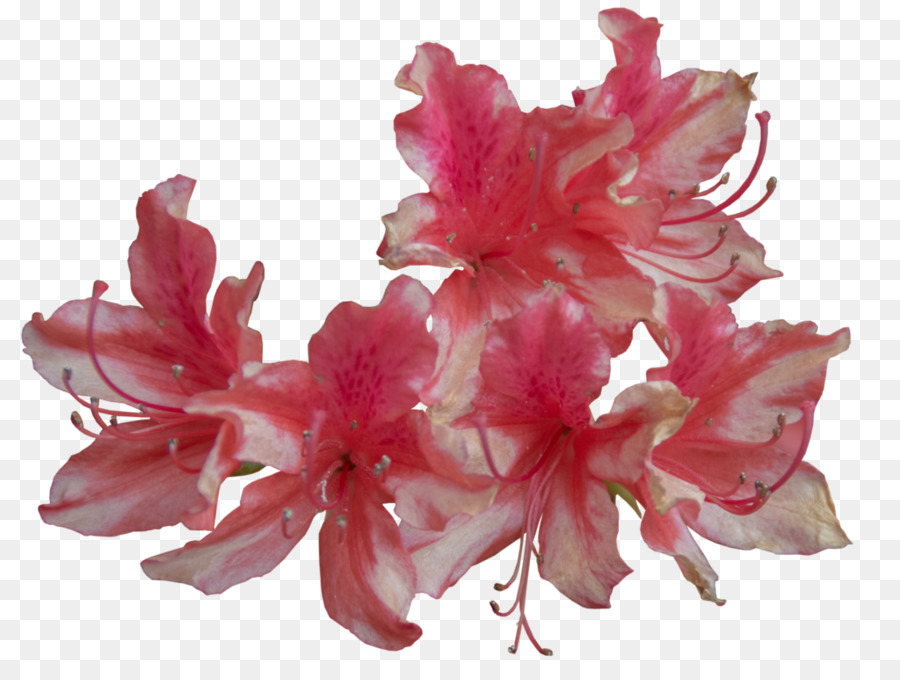 Azalea，Berwarna Merah Muda PNG