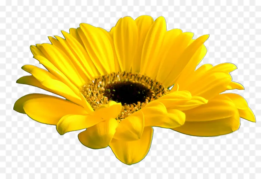 Bunga，Daisy Umum PNG
