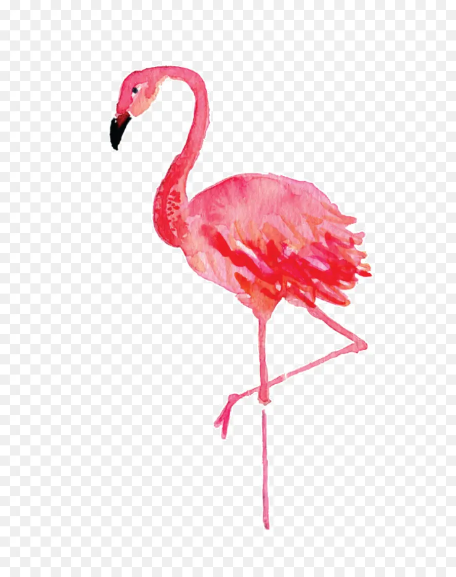 Stephenville，Flamingo PNG