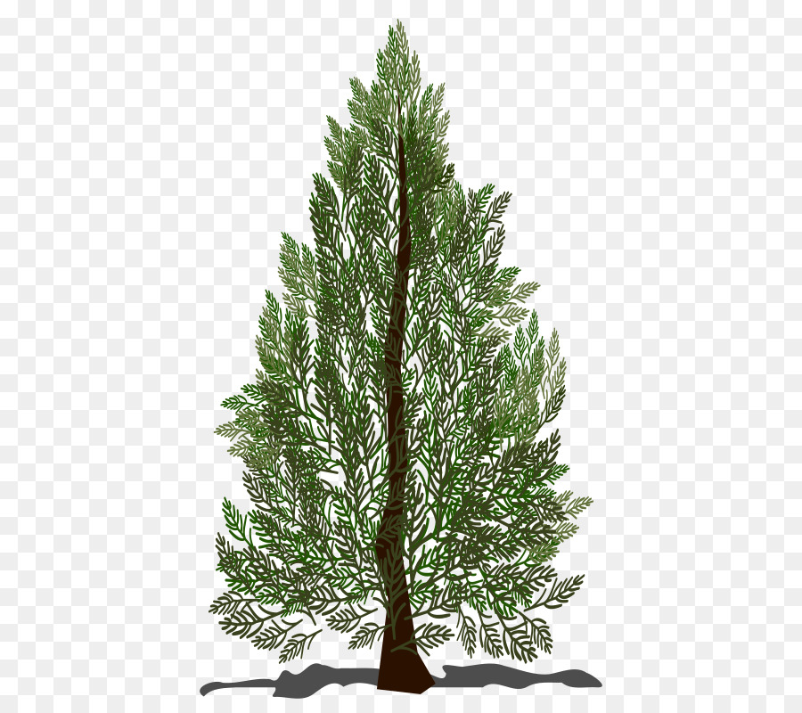 Pinus Cemara Pohon gambar png