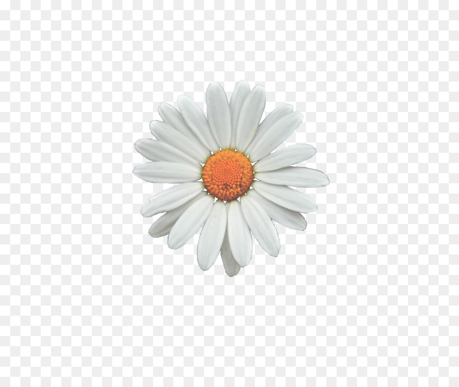 Daisy Umum Bunga Desktop Wallpaper Gambar Png