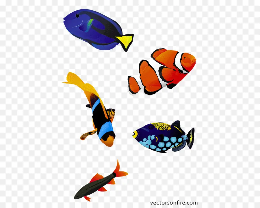Koi，Ikan PNG