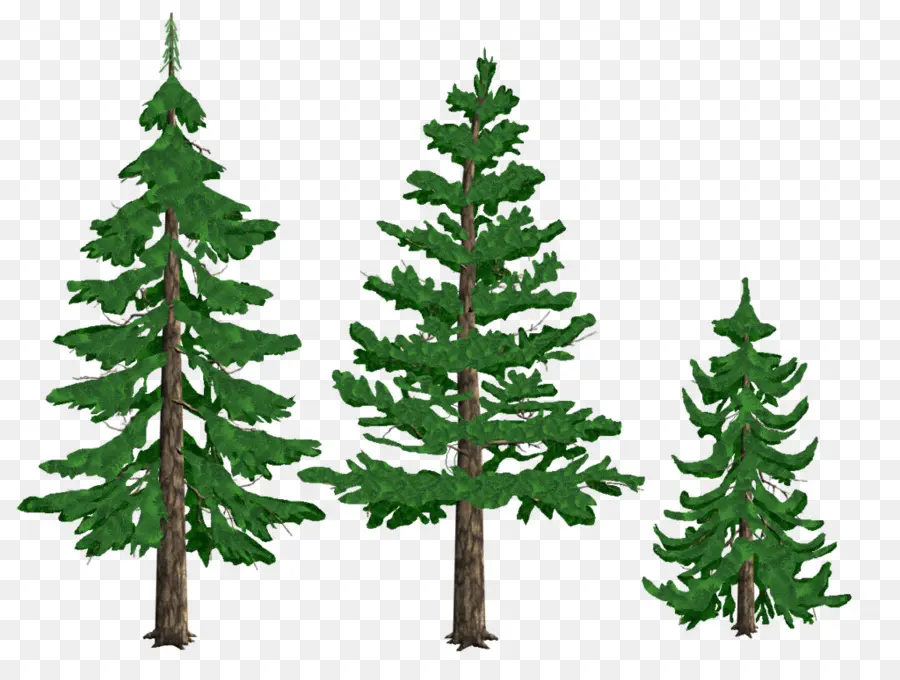 Pinus，Gambar PNG