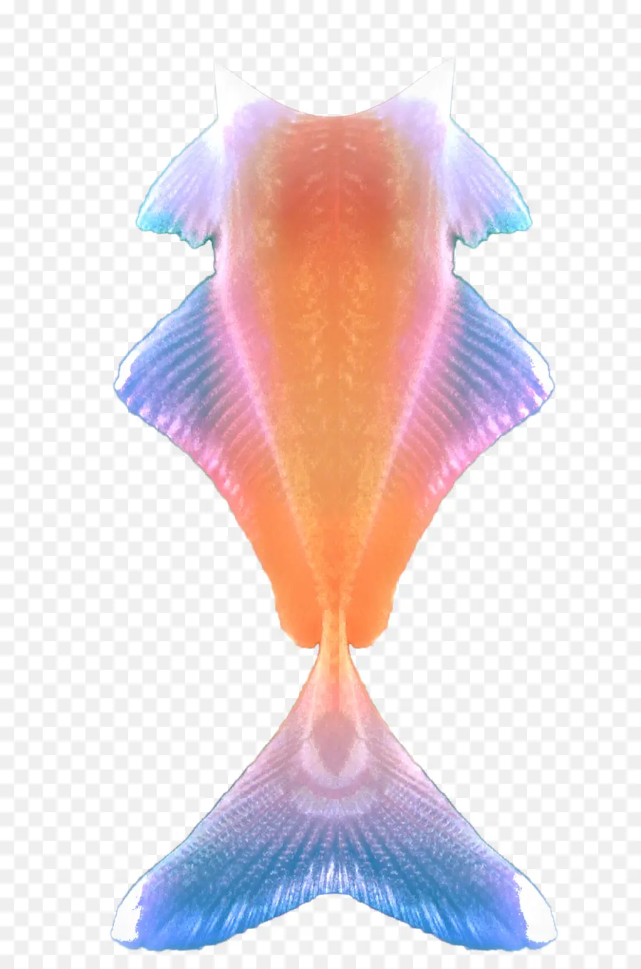 Ikan，Ekor PNG