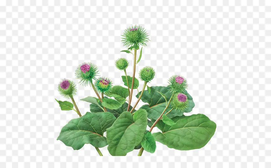 Lebih Besar Burdock，Akar PNG