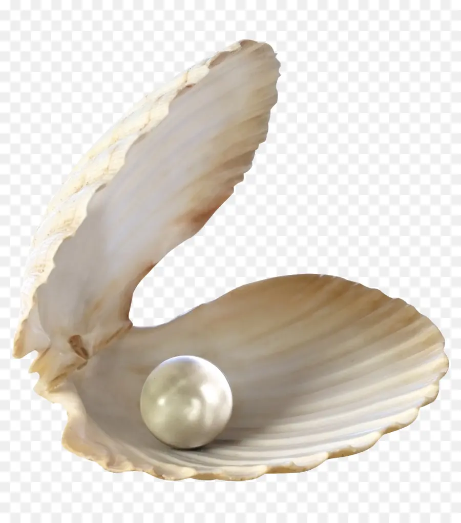 Kerang，Desktop Wallpaper PNG