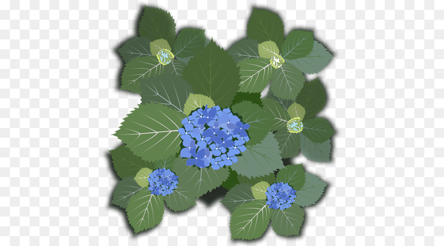 Perancis Hydrangea，Bunga PNG