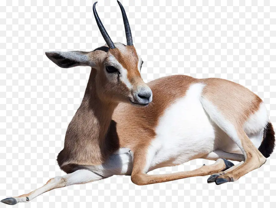 Gazelle Dorkas，Kijang PNG