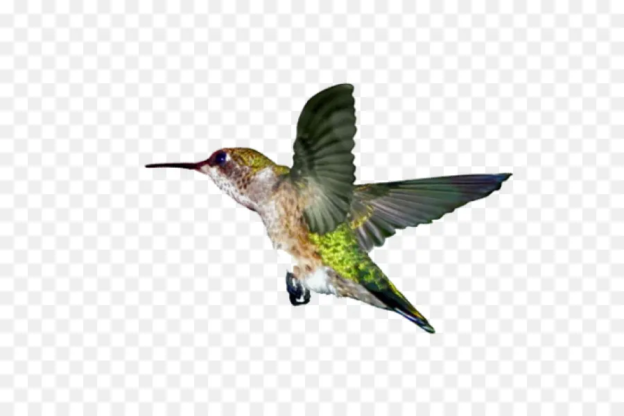 Burung Kolibri，Ebird PNG