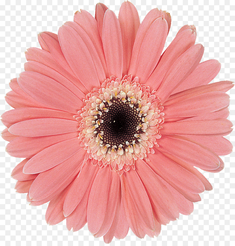 Transvaal Daisy，Bunga PNG