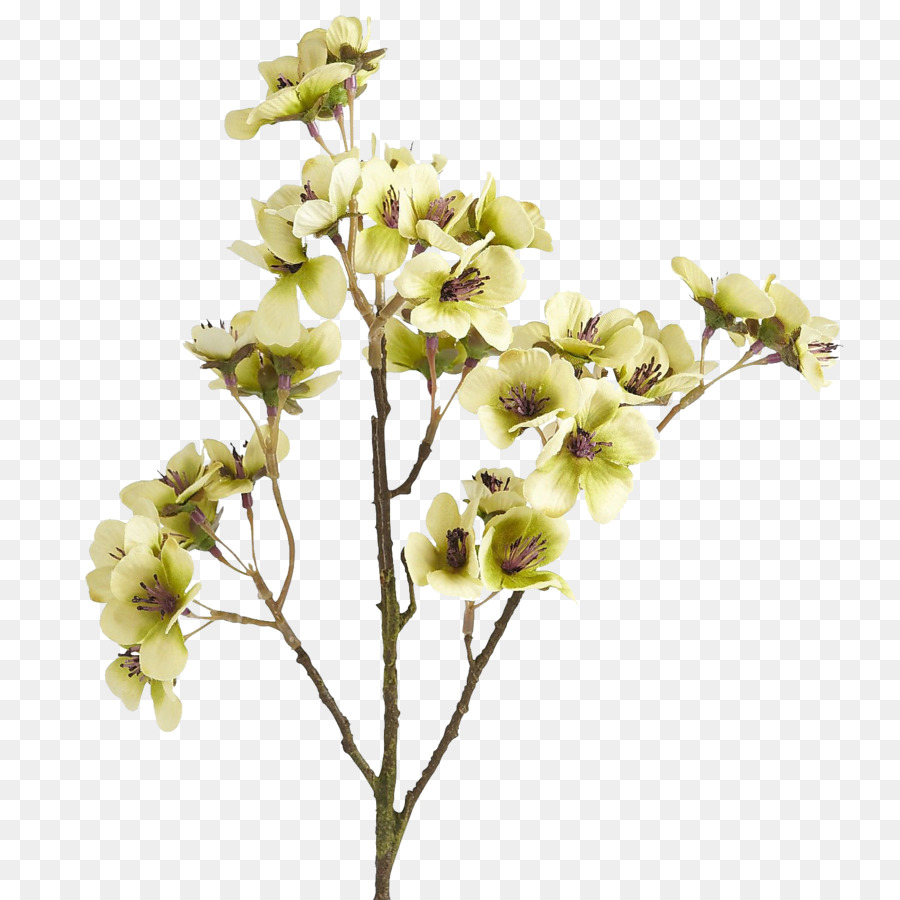 Bunga Coklat Warna Gambar Png