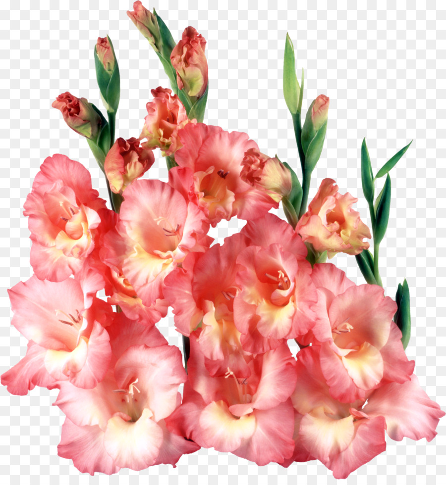 Gladiol Merah Muda，Mekar PNG