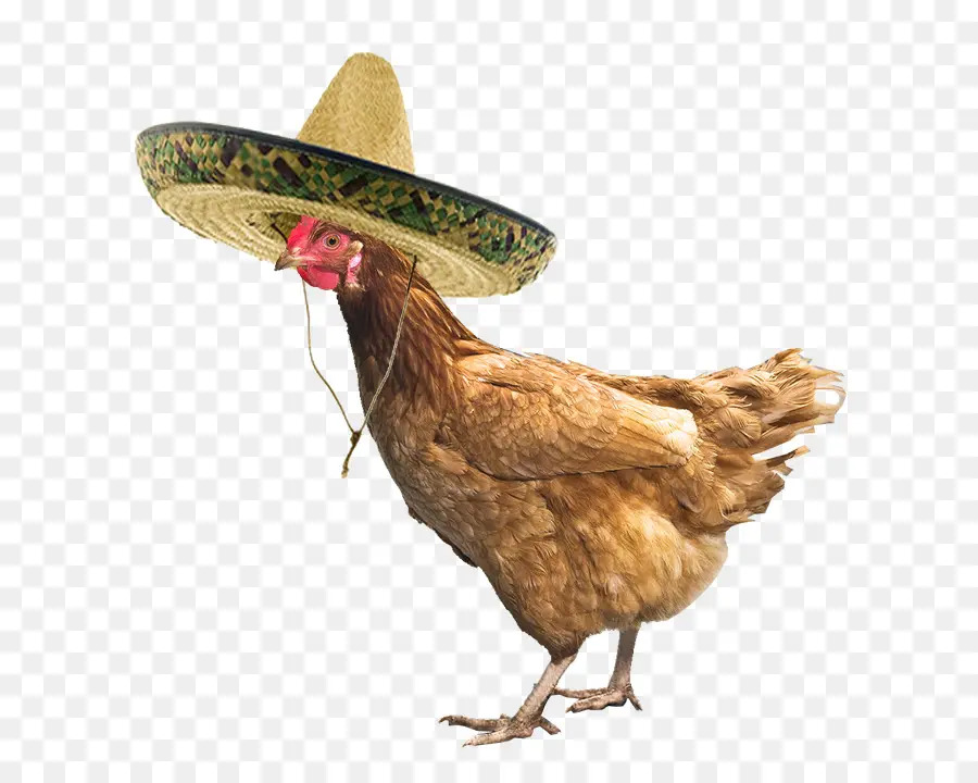 Ayam Dengan Sombrero，Ayam PNG