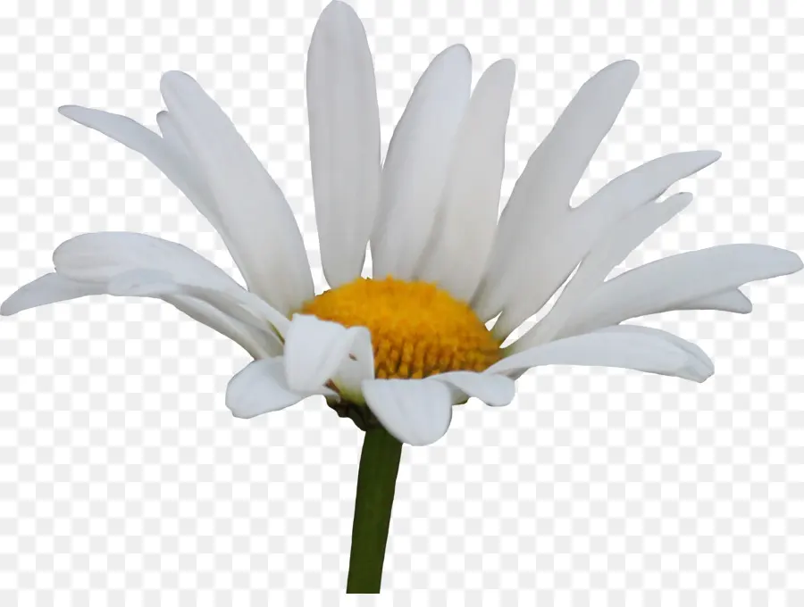 Daisy Umum，Bunga PNG
