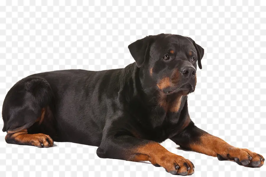 Doberman Hitam，Peliharaan PNG