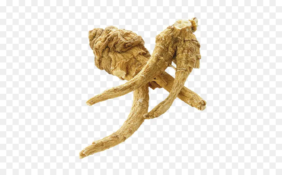 Akar Ginseng，Herba PNG