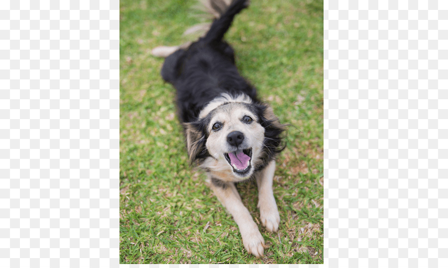 Border Collie，Collie Kasar PNG