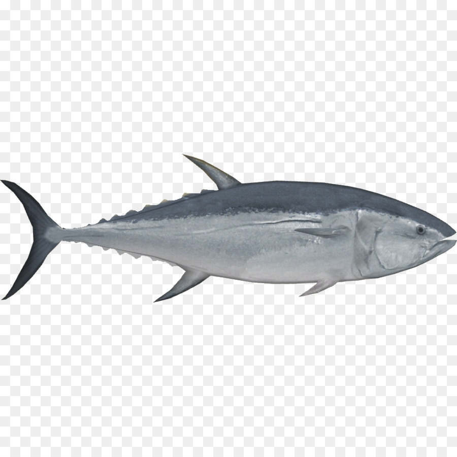 Tuna Sirip Biru Pasifik