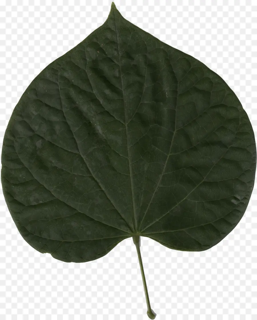 Redbud Timur，Daun PNG