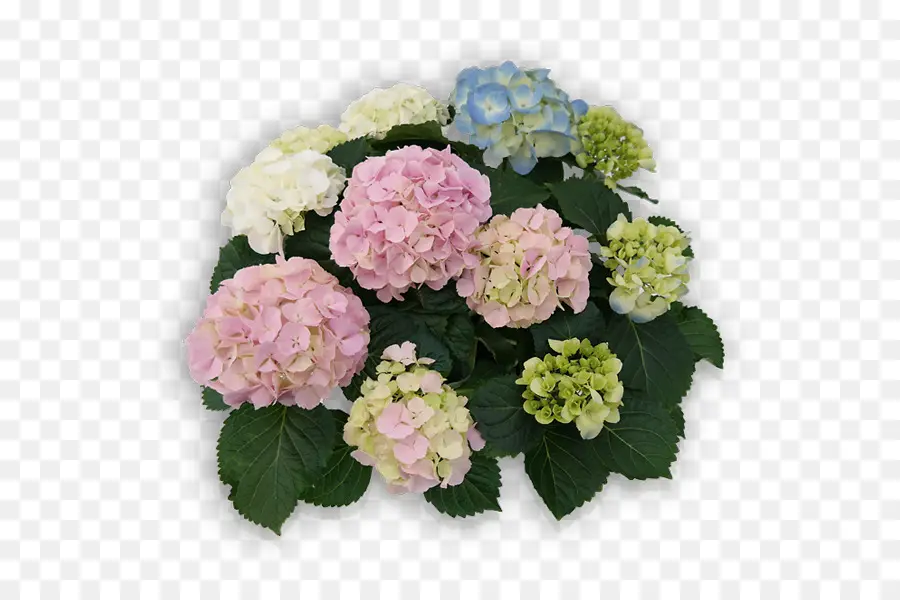 Perancis Hydrangea，Panicled Hydrangea PNG