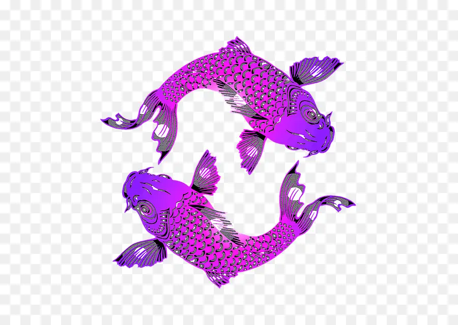 Ikan Koi Ungu，Koi PNG