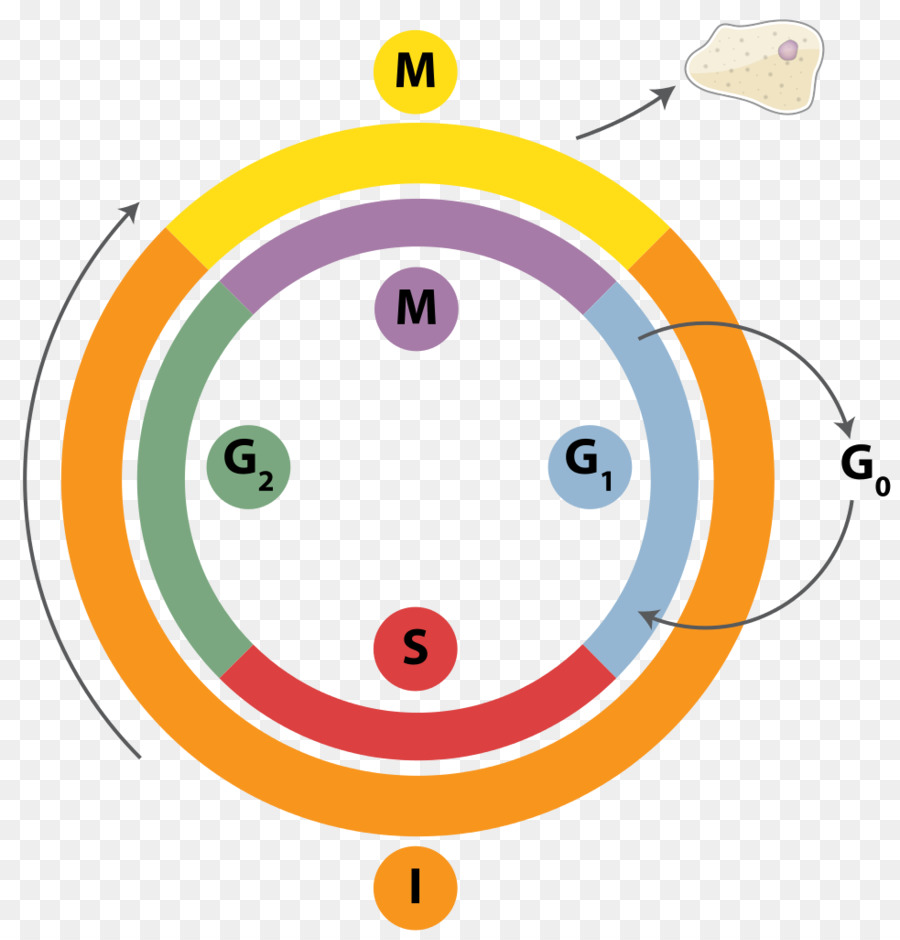 siklus sel sel replikasi dna gambar png siklus sel sel replikasi dna gambar png