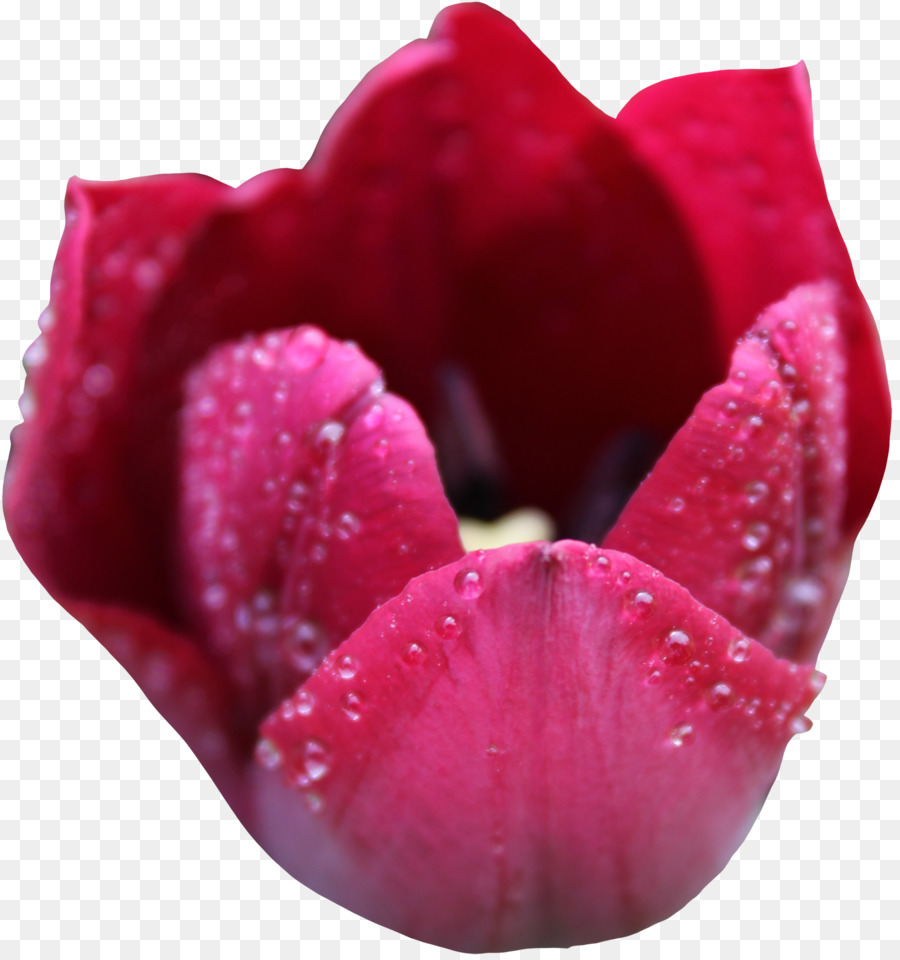 Tulip，Bunga PNG